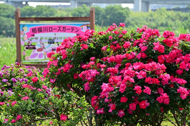 相模川ローズガーデンのバラの写真
