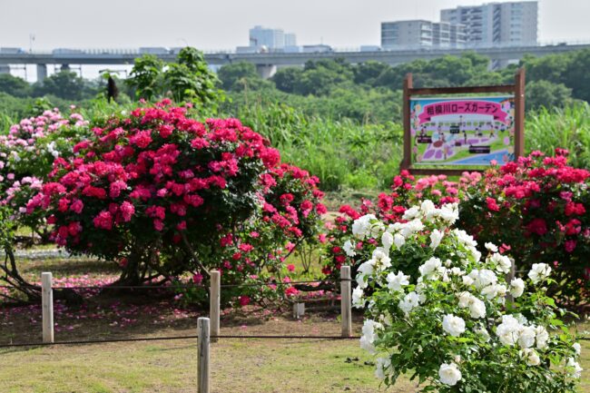 相模川ローズガーデンのバラの写真