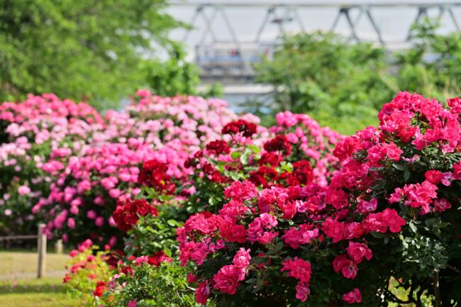 相模川ローズガーデンのバラの写真