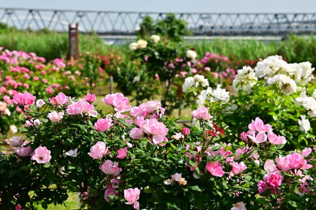 相模川ローズガーデンのバラの写真