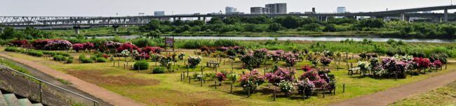 相模川ローズガーデンのバラの写真