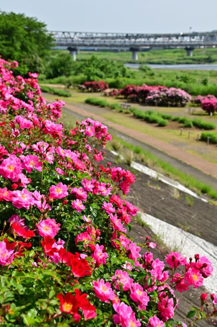 相模川ローズガーデンのバラの写真