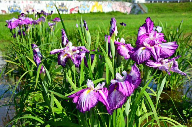 飯山あやめの里の花菖蒲の写真