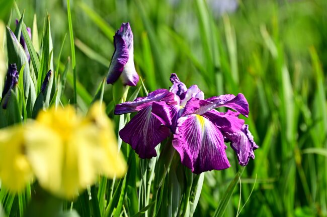 飯山あやめの里の花菖蒲の写真