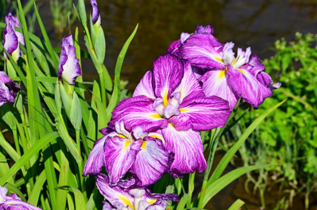 飯山あやめの里の花菖蒲の写真
