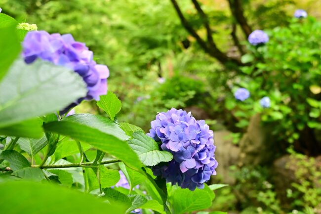 常昌院のアジサイの写真