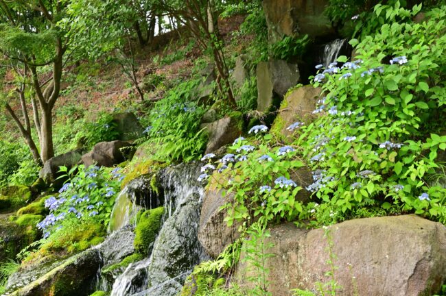 常昌院のアジサイの写真