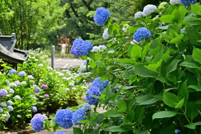 飯山観音長谷寺のアジサイの写真