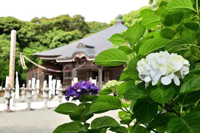 飯山観音長谷寺のアジサイの写真