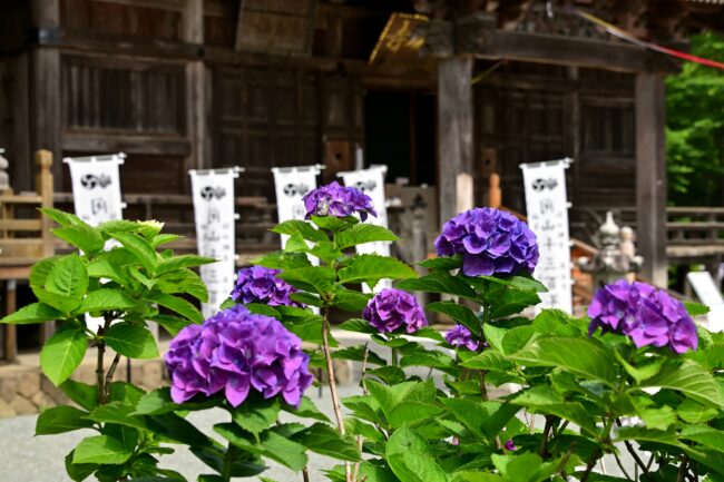 飯山観音長谷寺のアジサイの写真