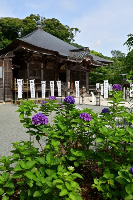 飯山観音長谷寺のアジサイの写真