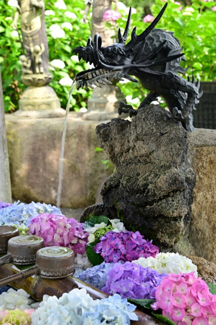 飯山観音長谷寺のアジサイの写真