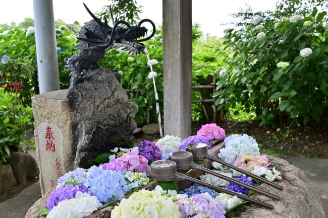 飯山観音長谷寺のアジサイの写真