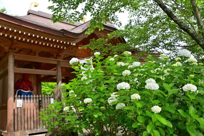 飯山観音長谷寺のアジサイの写真
