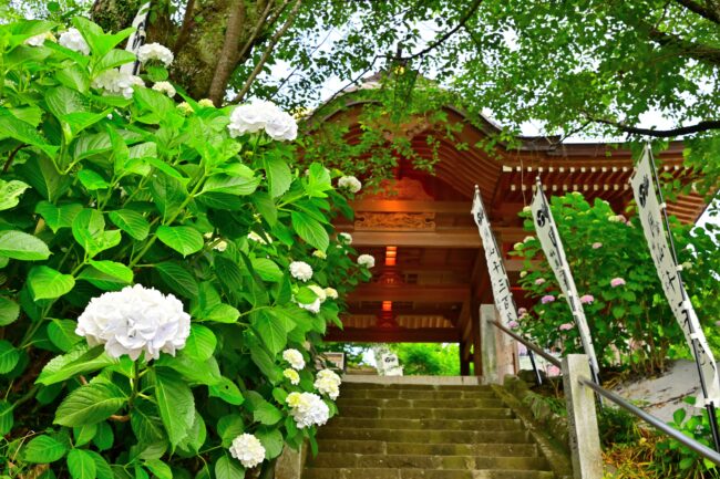 飯山観音長谷寺のアジサイの写真