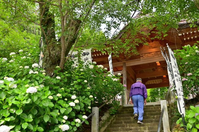 飯山観音長谷寺のアジサイの写真