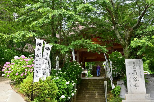 飯山観音長谷寺のアジサイの写真