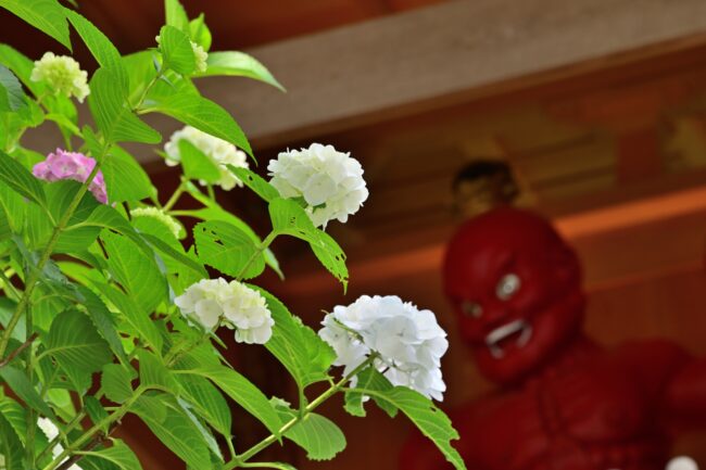 飯山観音長谷寺のアジサイの写真