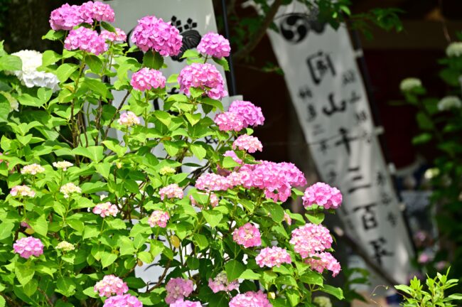 飯山観音長谷寺のアジサイの写真