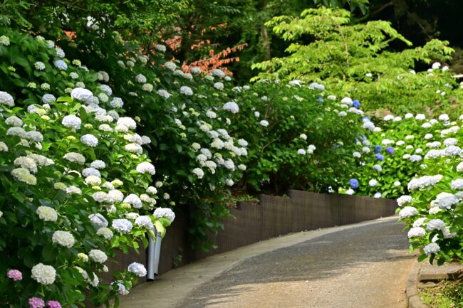 飯山観音長谷寺のアジサイの写真