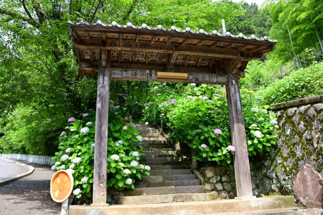 飯山観音長谷寺のアジサイの写真