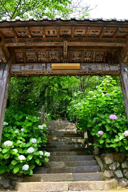 飯山観音長谷寺のアジサイの写真