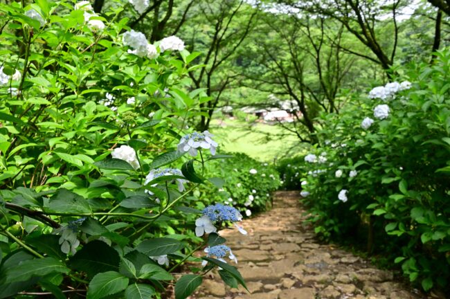 県立七沢森林公園さくらの園のアジサイの写真