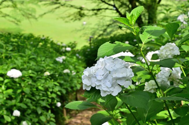 県立七沢森林公園さくらの園のアジサイの写真