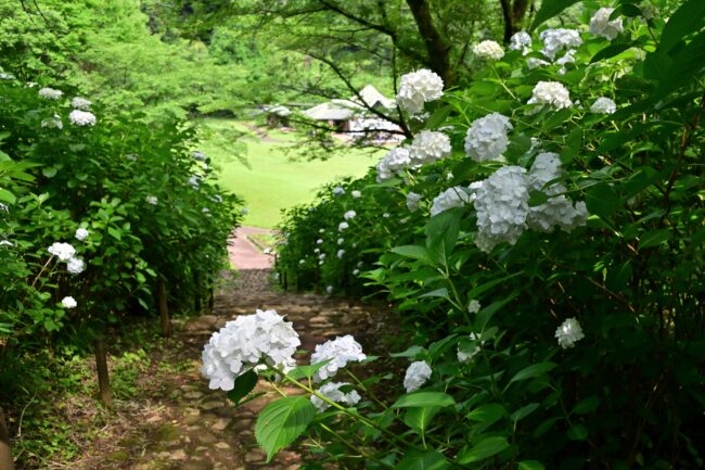 県立七沢森林公園さくらの園のアジサイの写真