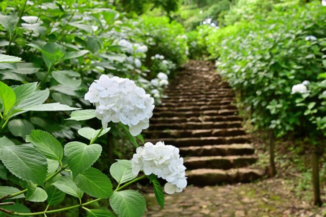 県立七沢森林公園さくらの園のアジサイの写真