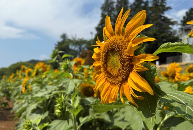 岡津古久のヒマワリの写真