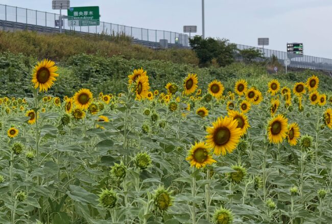 フラワーパーク下依知のヒマワリの写真