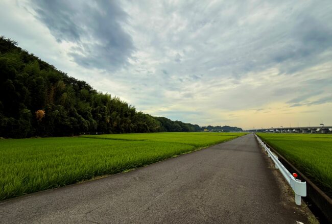 中依知の田んぼの写真