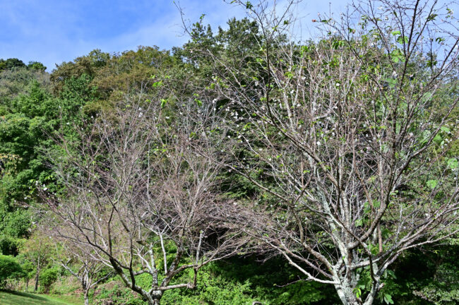 県立七沢森林公園さくらの園のジュウガツザクラの写真
