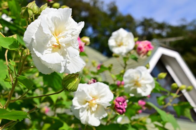 県立七沢森林公園さくらの園のスイフヨウの写真