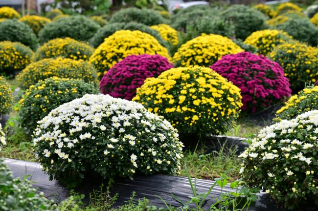 あつぎ飯山花の里のザルギクの写真