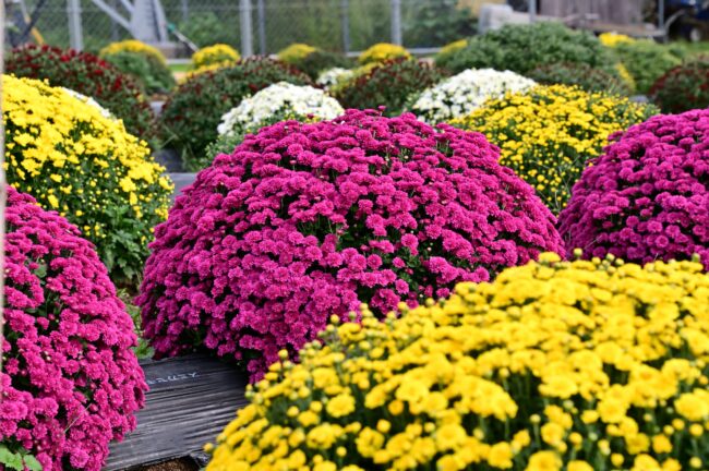 あつぎ飯山花の里のザルギクの写真