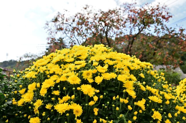 あつぎ飯山花の里のザルギクの写真