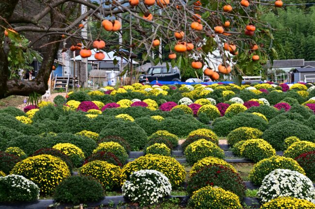 あつぎ飯山花の里のザルギクの写真