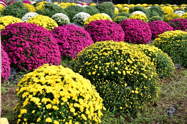 あつぎ飯山花の里のザルギクの写真