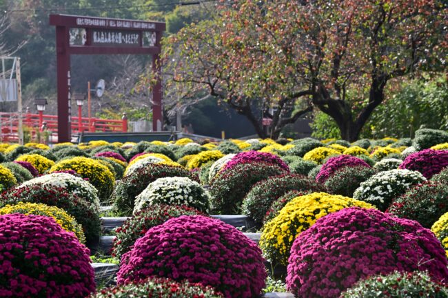 あつぎ飯山花の里のザルギクの写真