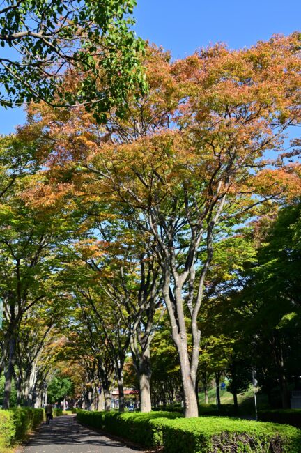 若宮公園周辺街路の紅葉の写真