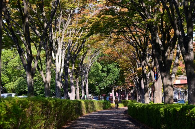 若宮公園周辺街路の紅葉の写真
