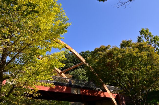 若宮公園周辺街路の紅葉の写真