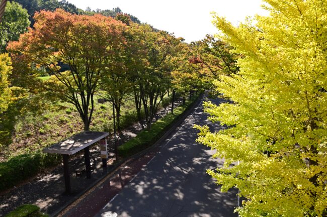 若宮公園周辺街路の紅葉の写真