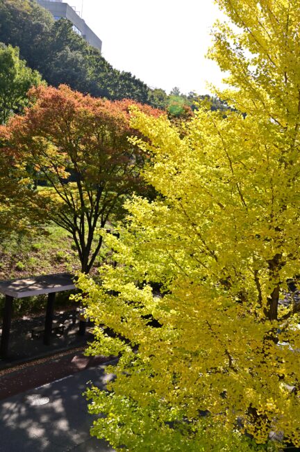 若宮公園周辺街路の紅葉の写真