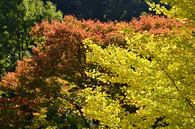 若宮公園周辺街路の紅葉の写真