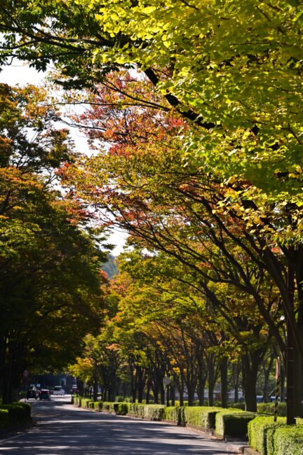 若宮公園周辺街路の紅葉の写真