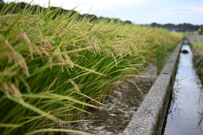 関口の田んぼの写真