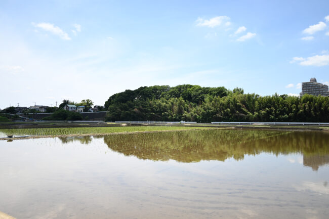 依知の田んぼの写真